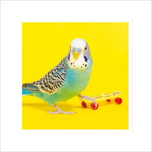Woodmansterne Shenanigans Skater Bird Card