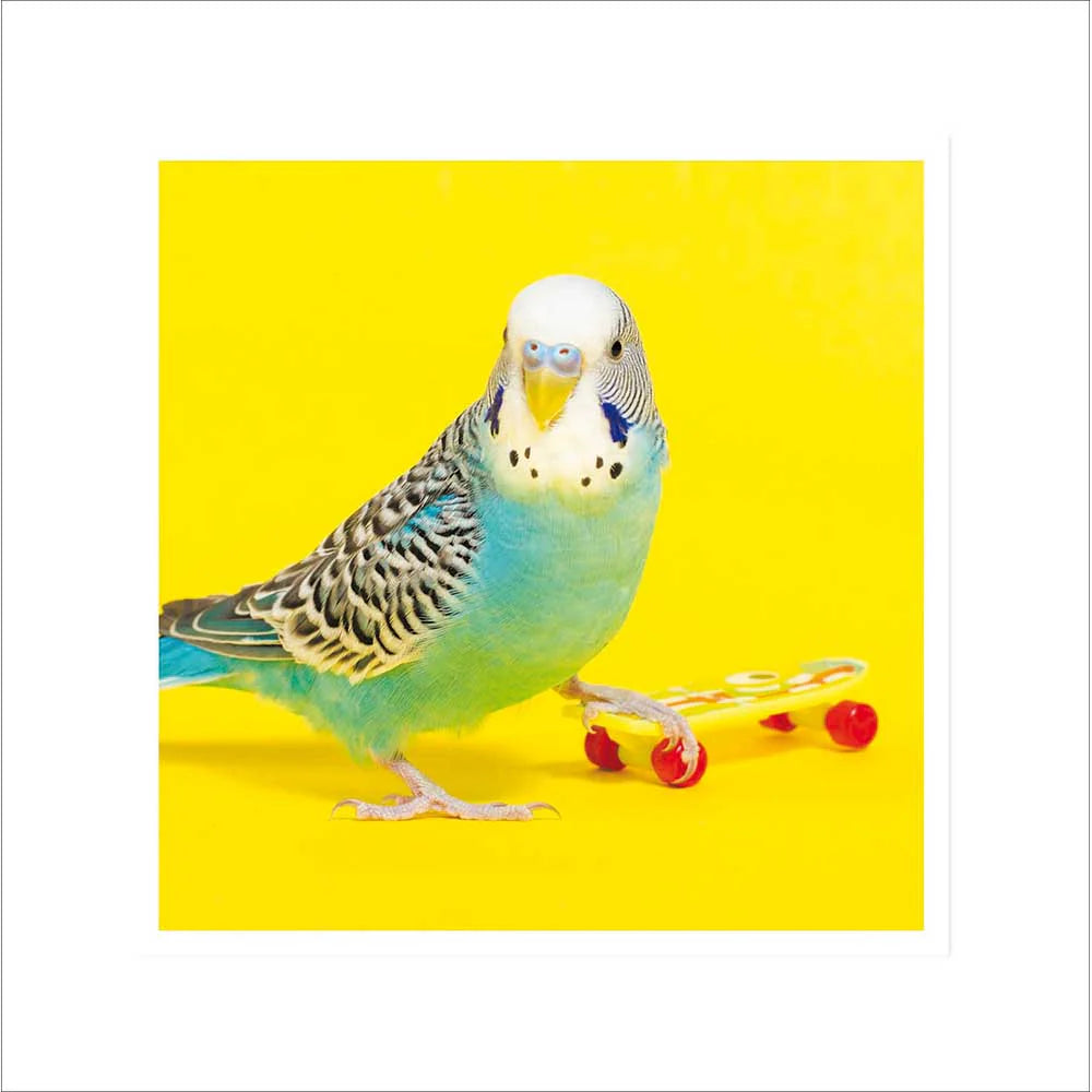 Woodmansterne Shenanigans Skater Bird Card